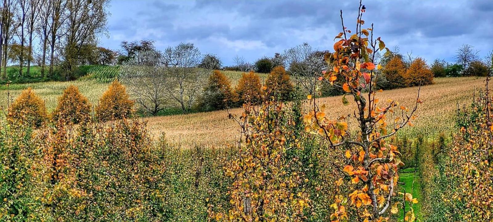 Hoeve Hofgaarde Heers Dış mekan fotoğraf