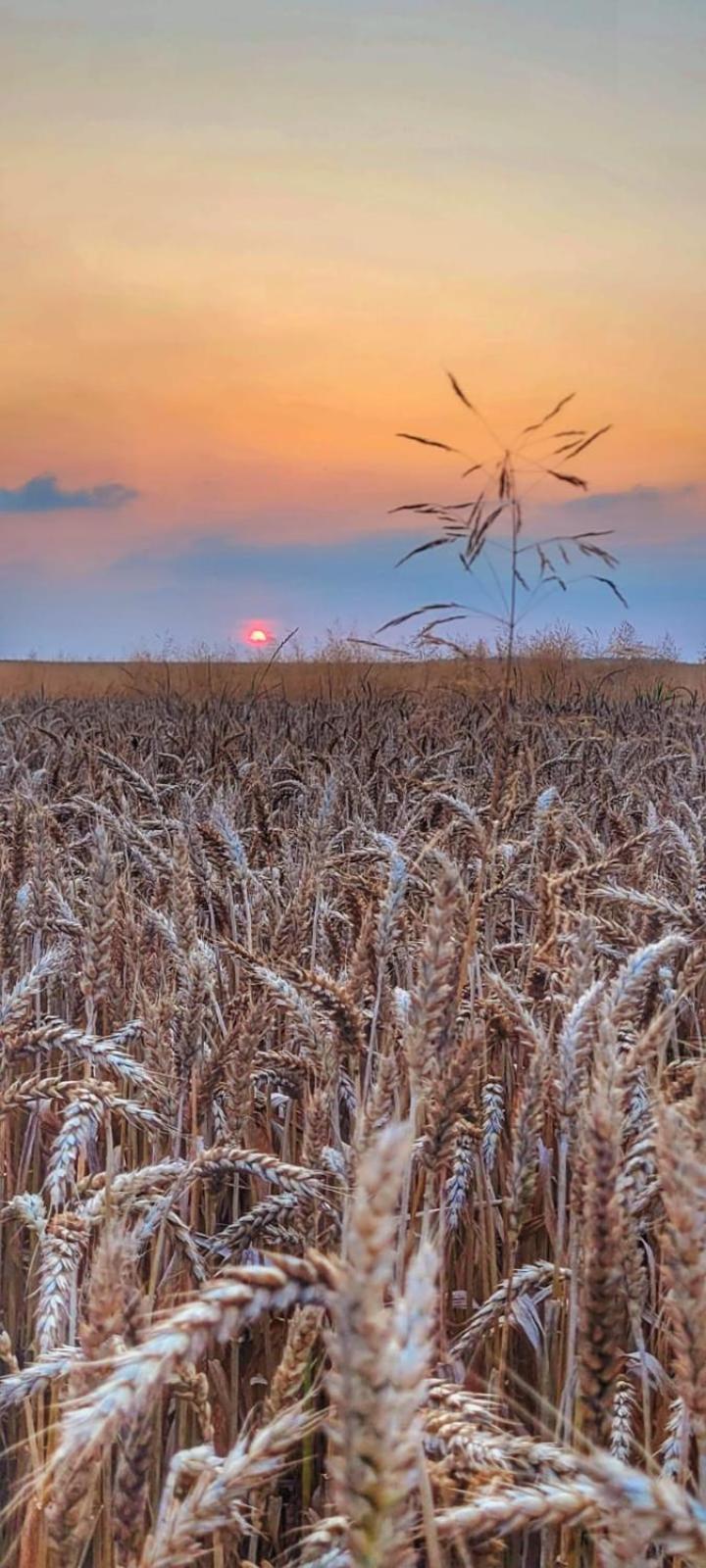 Hoeve Hofgaarde Heers Dış mekan fotoğraf